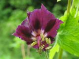 Geranium phaeum