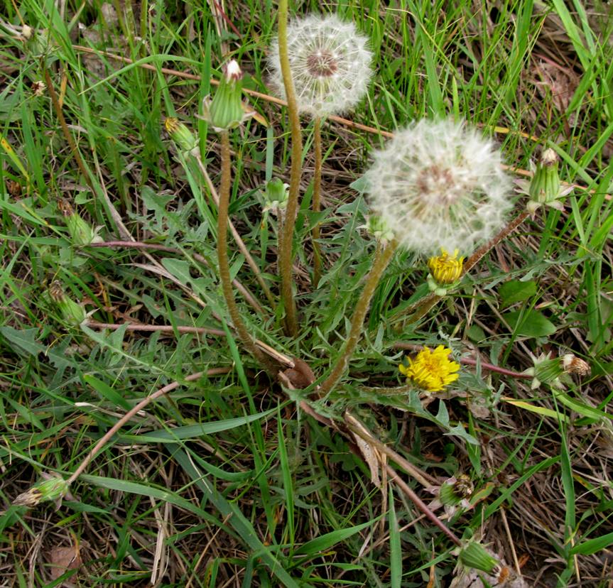 Image of Taraxacum polozhiae specimen.