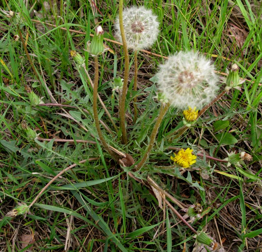 Изображение особи Taraxacum polozhiae.