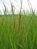 Typha angustifolia. Заросли. Ульяновская обл., Мелекесский р-н, Куйбышевское водохранилище, Сусканский залив у д. Лопатино. 15.07.2007.