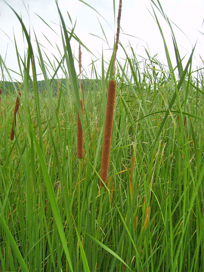 Изображение особи Typha angustifolia.