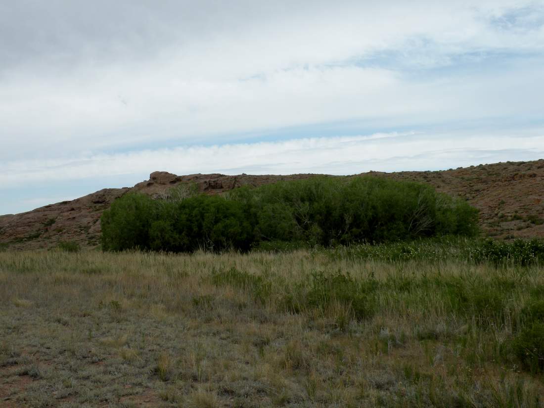 Image of Salix caspica specimen.