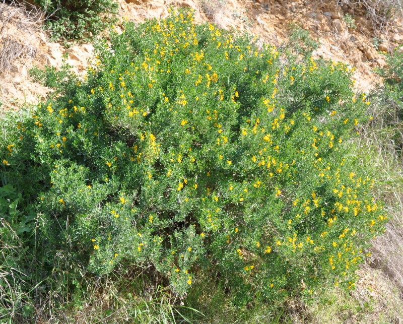 Image of Medicago arborea specimen.