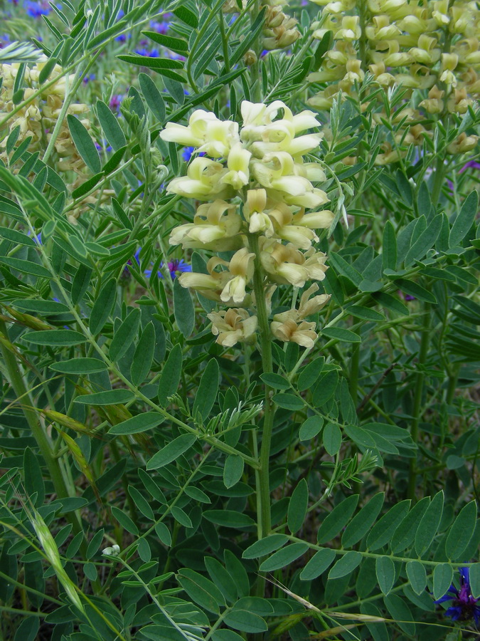 Изображение особи Pseudosophora alopecuroides.