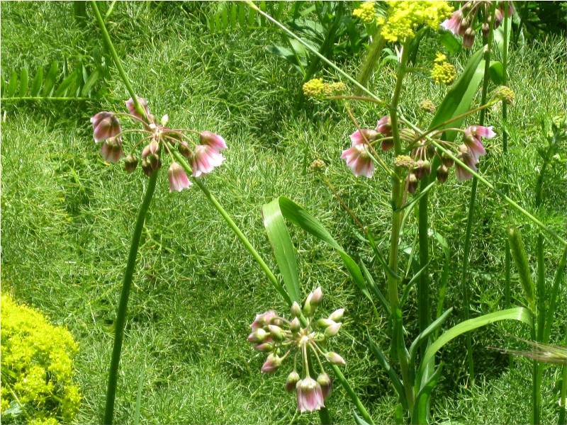 Изображение особи Nectaroscordum tripedale.