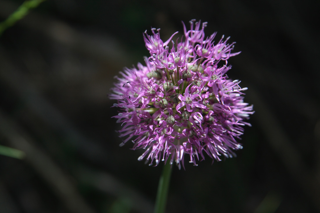 Изображение особи Allium tschimganicum.