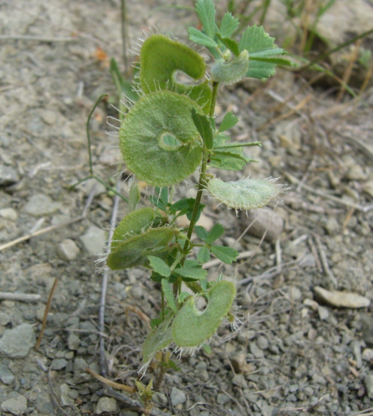 Изображение особи Radiata glabra.