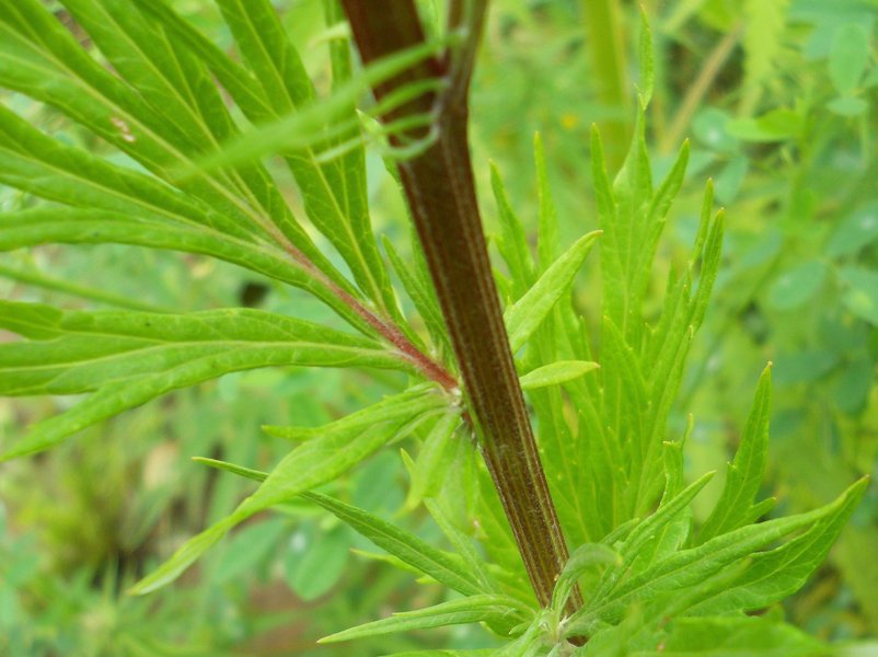 Изображение особи Artemisia vulgaris.