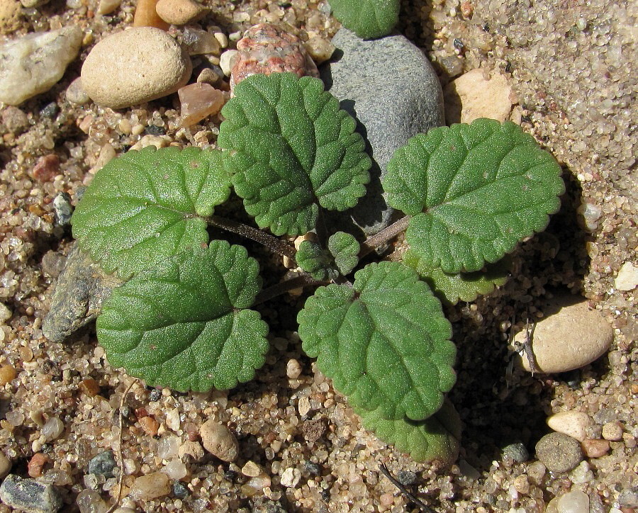 Image of Dracocephalum thymiflorum specimen.