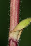 Erigeron podolicus. Часть стебля с опушением. Республика Татарстан, национальный парк \"Нижняя Кама\". 13.08.2011.
