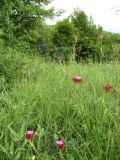 Dianthus capitatus. Цветущие и расцветающие растения. Крым, Симферополь, Долгоруковская яйла. 26 июня 2011 г.