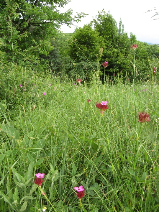 Image of Dianthus capitatus specimen.