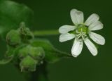 Myosoton aquaticum. Цветок. Московская обл., Раменский р-н, окр. дер. Хрипань, дачный участок. 04.08.2006.