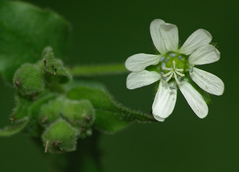 Изображение особи Myosoton aquaticum.