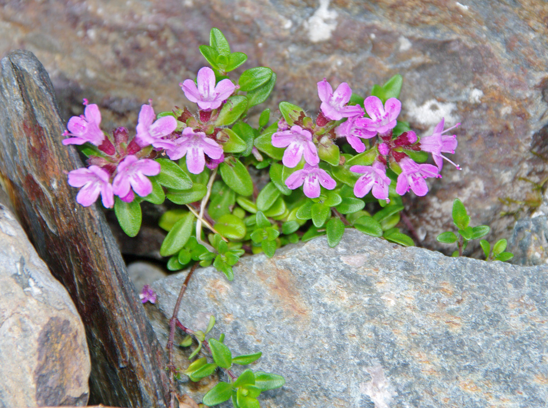 Image of genus Thymus specimen.