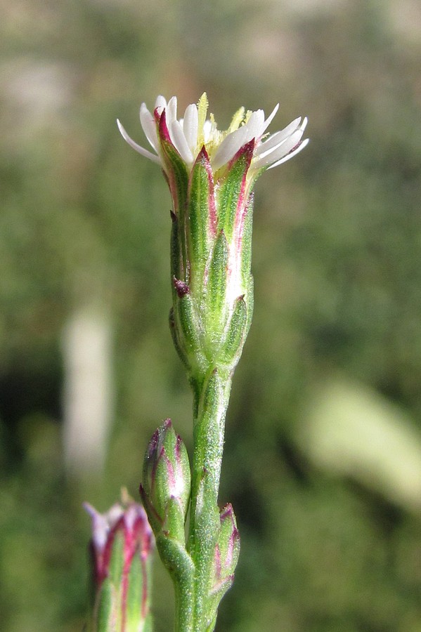 Image of Symphyotrichum subulatum var. squamatum specimen.