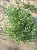 genus Corispermum