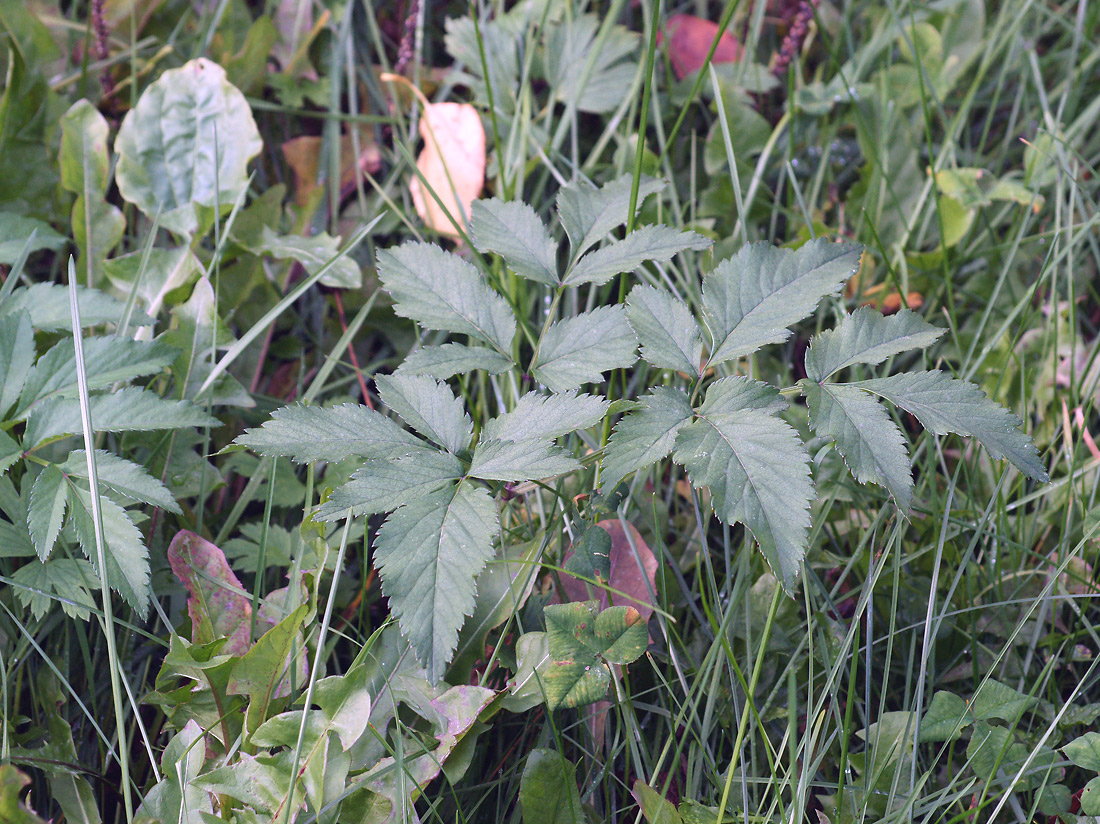 Image of Angelica sylvestris specimen.