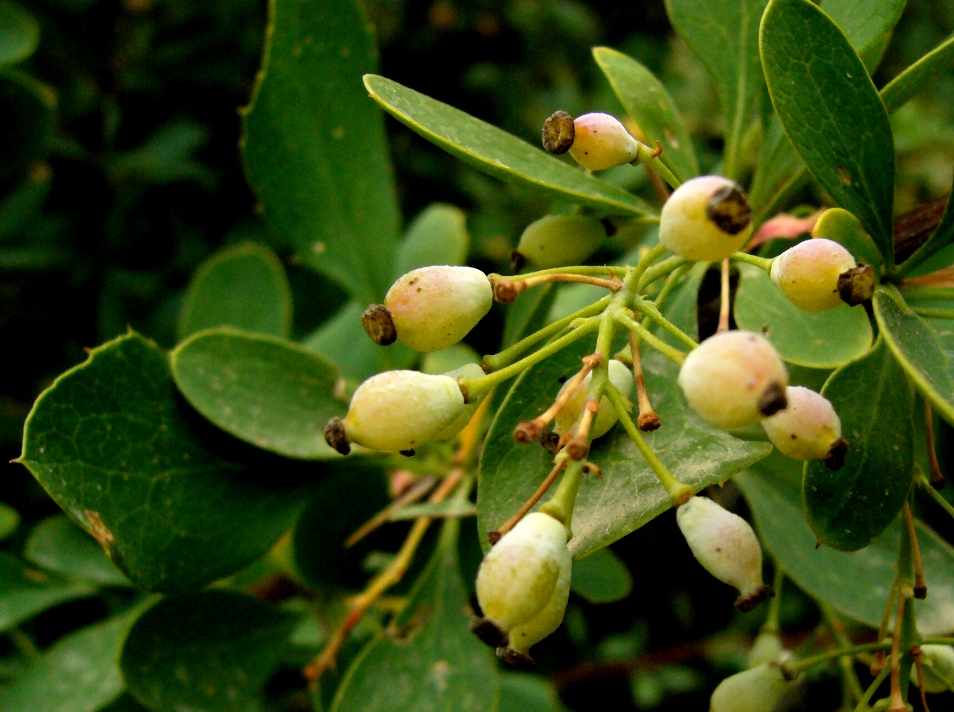 Изображение особи Berberis turcomanica.