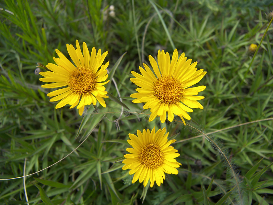 Изображение особи Inula ensifolia.
