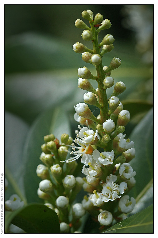 Image of Lauro-cerasus officinalis specimen.