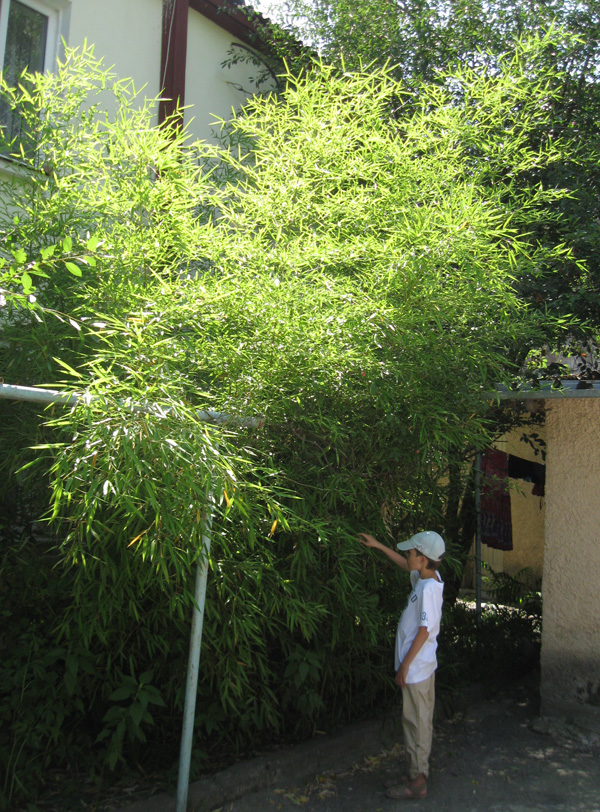 Изображение особи Phyllostachys viridis.