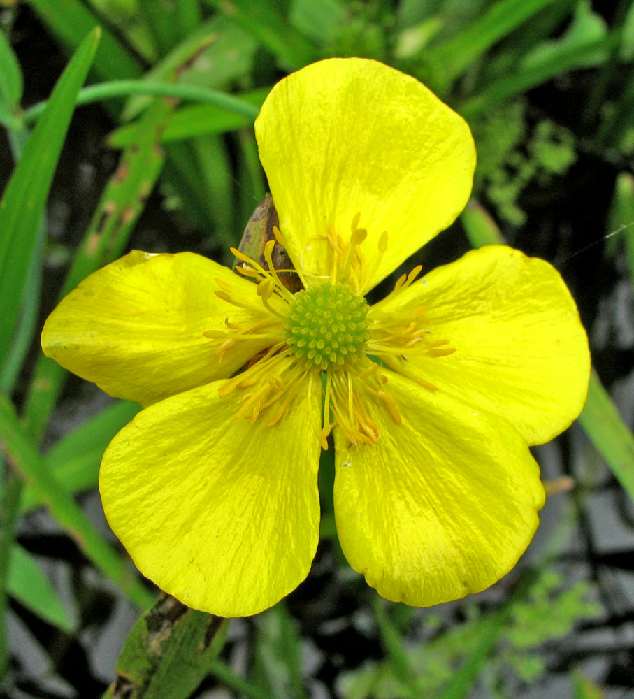 Image of Ranunculus lingua specimen.