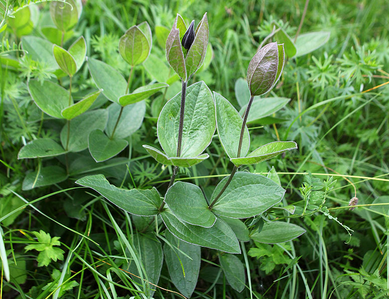 Image of Clematis integrifolia specimen.