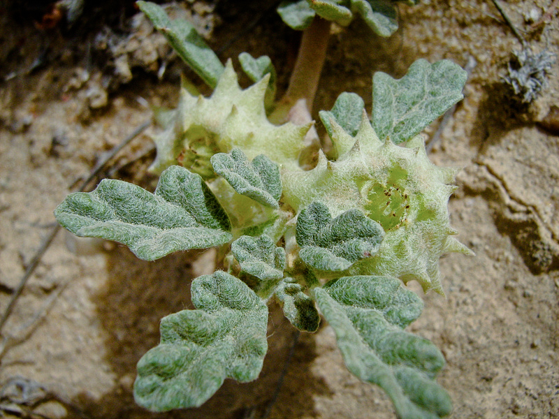 Изображение особи Neurada procumbens.