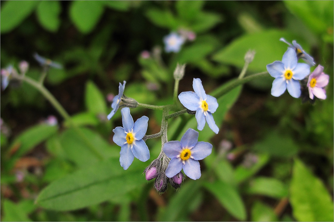 Изображение особи Myosotis sylvatica.