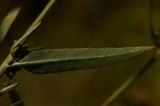 Image of taxon representative. Author is Сергей Свирин