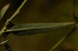 Atriplex patula. Верхний лист. Крым, Севастополь, бухта Камышовая. 06.11.2011.