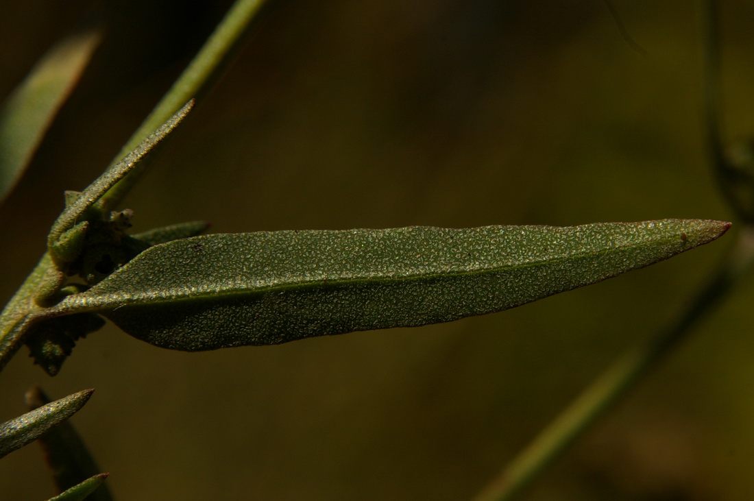 Image of Atriplex patula specimen.