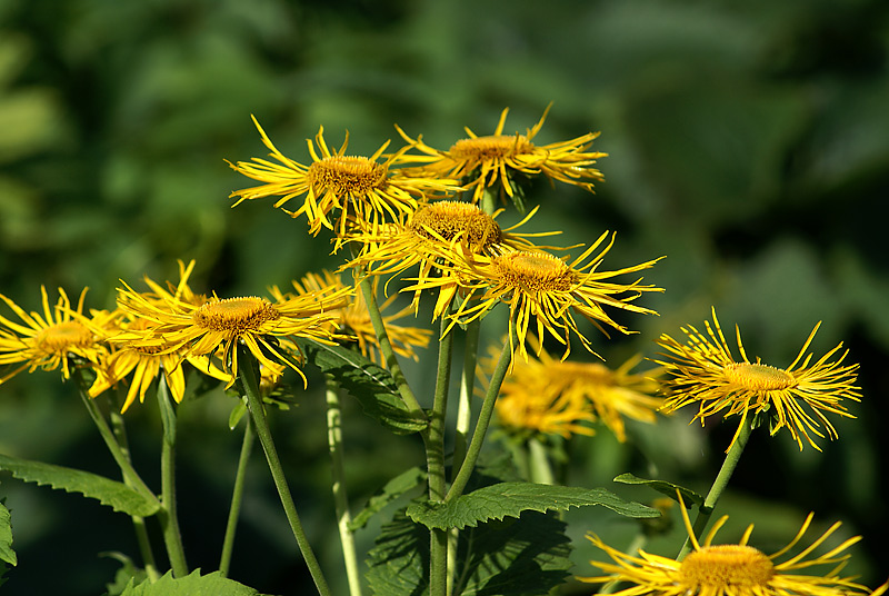 Изображение особи Telekia speciosa.