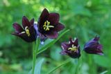 Fritillaria camschatcensis