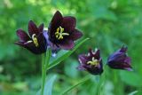 Fritillaria camschatcensis. Верхушки цветущих растений. Сахалин, Тымовский р-н, река Пиленга, долинный ивово-тополёвый лес. 02.07.2011.