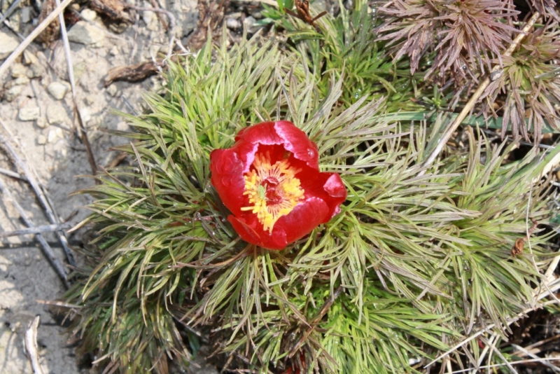 Image of Paeonia tenuifolia specimen.