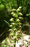 Orchis punctulata