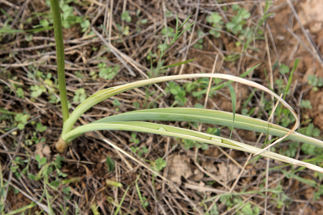 Image of Allium severtzovioides specimen.