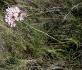 Allium roseum. Цветущее растение. Испания, Наварра, биосферный заповедник Bardenas Reales, урочище Vedado de Eguaras, 26 мая 2012 г.