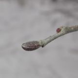 Alnus incana