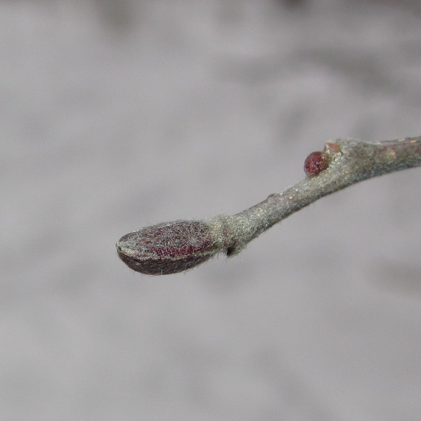 Image of Alnus incana specimen.