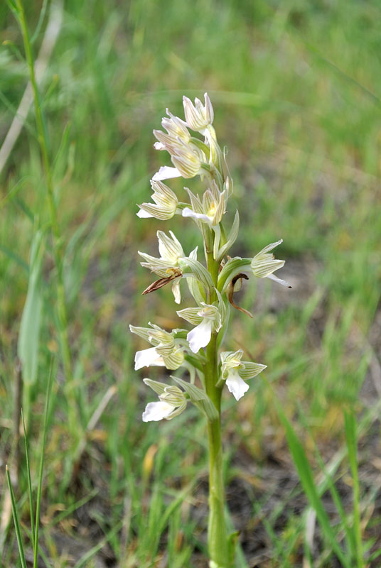 Image of Anacamptis papilionacea ssp. schirwanica specimen.