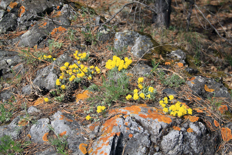 Image of Odontarrhena obovata specimen.