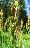 Carex cespitosa