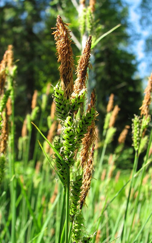 Image of Carex cespitosa specimen.