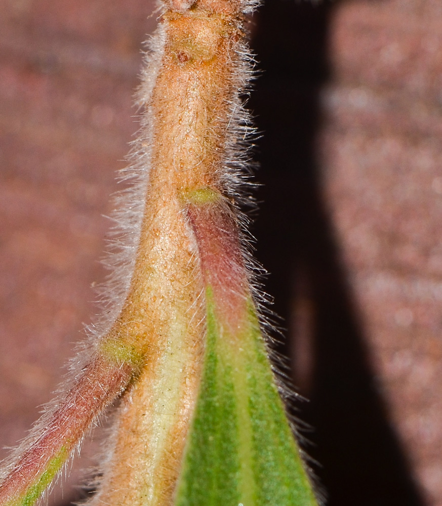 Image of Callistemon phoeniceus specimen.