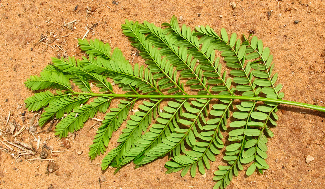 Изображение особи Delonix regia.