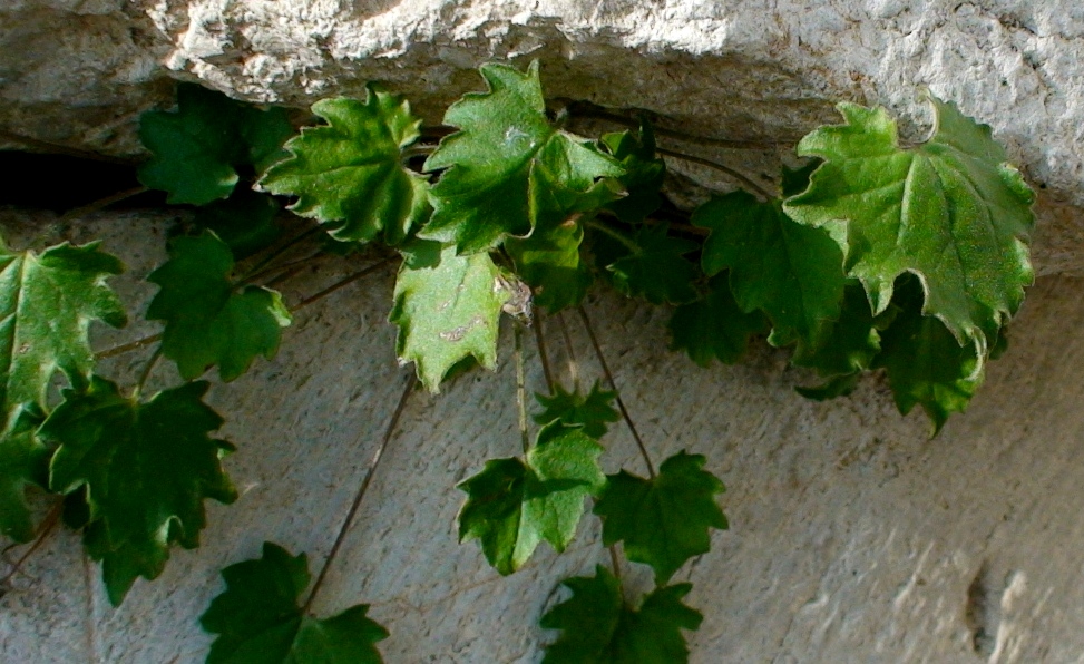 Image of Campanula armena specimen.