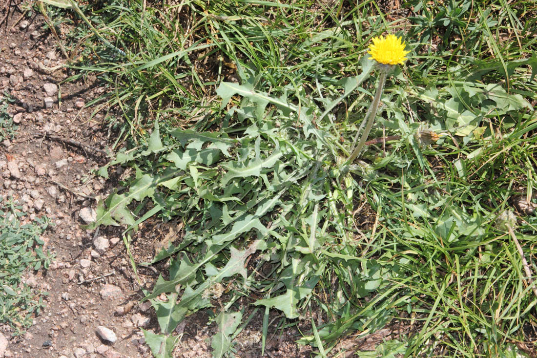 Изображение особи Taraxacum turcomanicum.